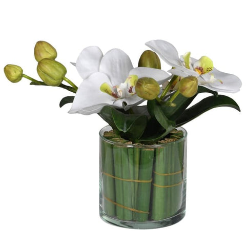 Small Orchid in Greenery