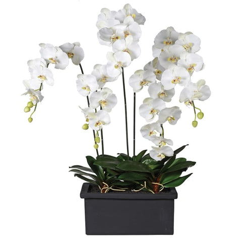 White Orchid Phalaenopsis Plant Arrangement