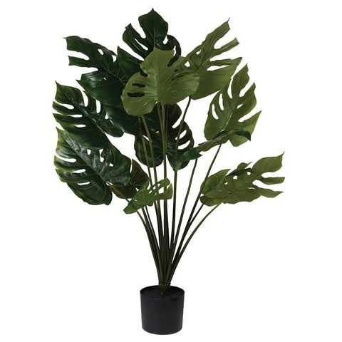 Green Monstera