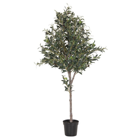 Olive Tree